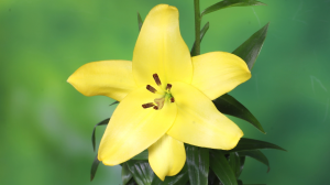 9.ユリの黄色の花