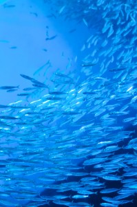 水族館でよく見るイワシだんご