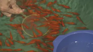 すイエんサー　金魚すくい02