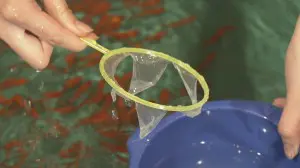 すイエんサー　金魚すくい03