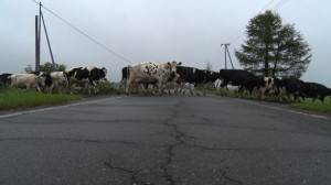 ＴＶシンポジウム酪農２／北海道