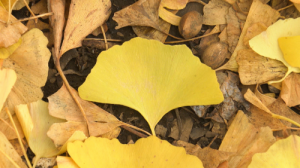 1.地面に落ちた「おうぎがた」のイチョウの葉