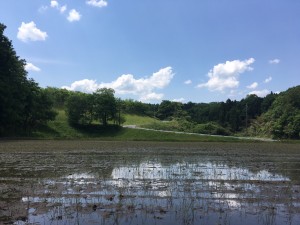 コウノトリが食べものを探しにやってくる田んぼ